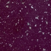 109.STARDUST
Виола искра